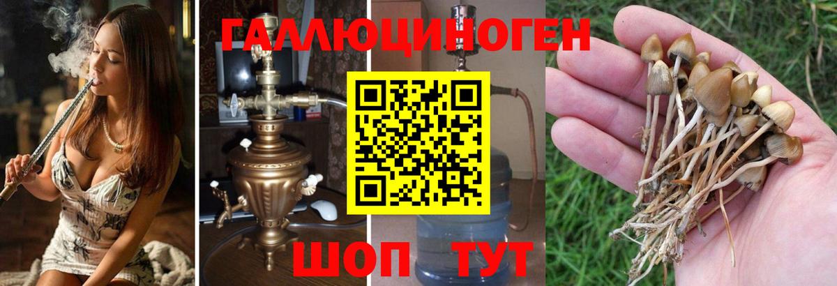 Осинники  Псилоцибиновые грибы Psilocybine cubensis  Вход с VPN 
